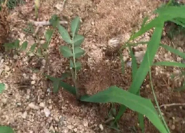 植物扦插|白蜡几月份扦插最好