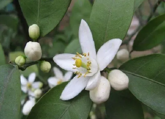 花语|橘子花的花语和寓意