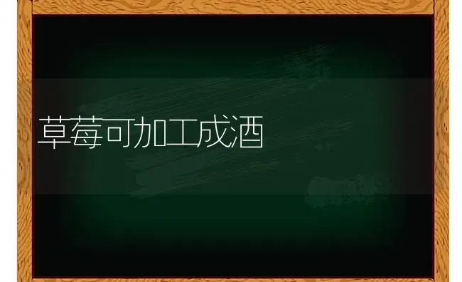 草莓可加工成酒 | 瓜果种植