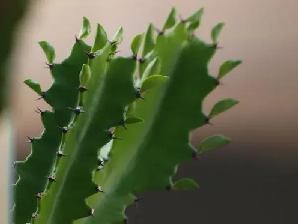 植物浇水|龙骨柱可以浇啤酒吗