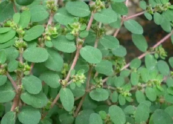 植物百科|地锦是什么植物类别