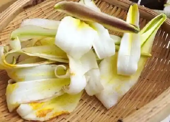 食用须知|百合花可以吃吗