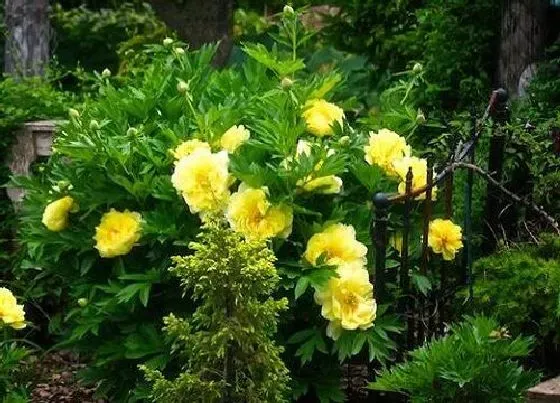 植物香味|芍药有香味吗