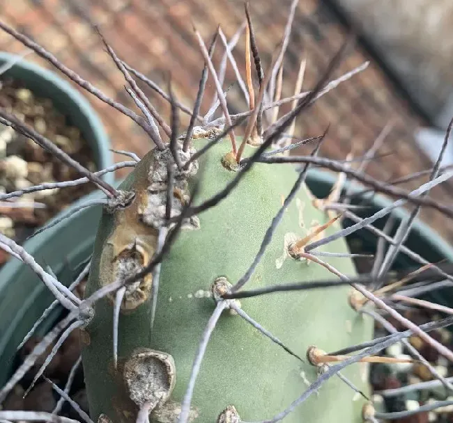 植物百科|仙人掌的生长过程观察日记（从出芽到半成片的变化）