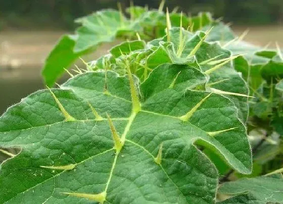 植物百科|颠茄是什么植物