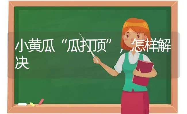 小黄瓜“瓜打顶”，怎样解决 | 蔬菜种植