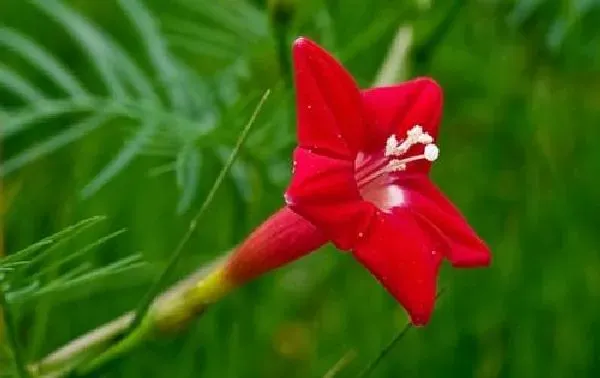 植物移栽|鸢萝上盆方法与步骤 上盆养护注意事项