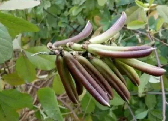 植物百科|响铃草又叫什么名称