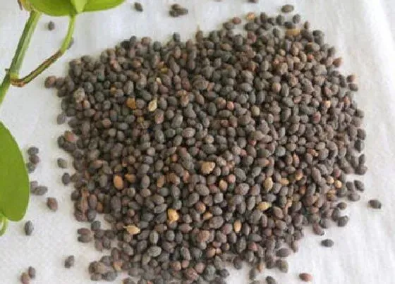 种植育种|粉豆花种子什么时候种植最好