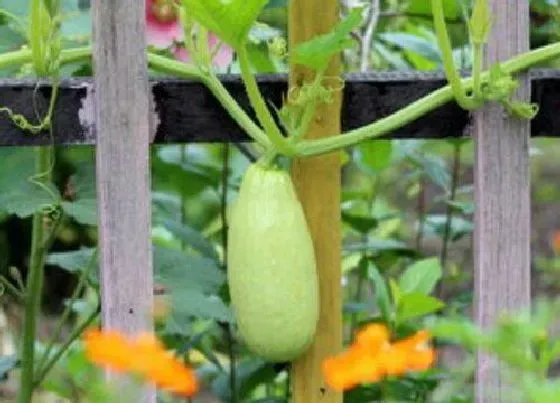 种植管理|西葫芦露天几月份种植合适