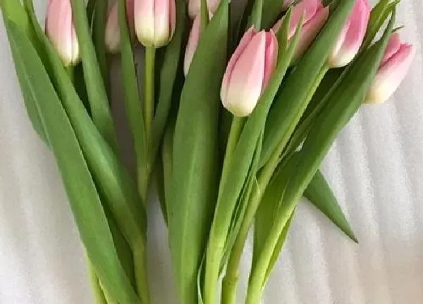 养殖科普|郁金香水养可以养多久（郁金香鲜花插水里能活多久）