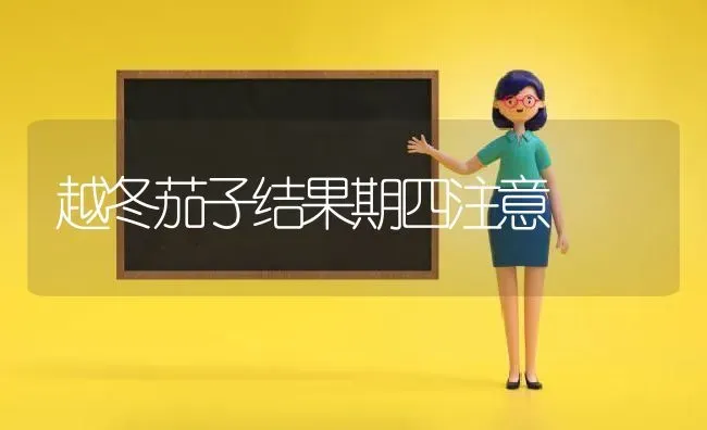越冬茄子结果期四注意 | 瓜果种植