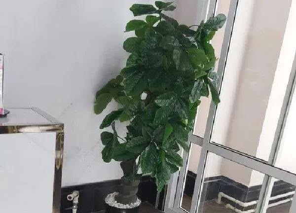 植物浇水|雨水可以浇发财树吗