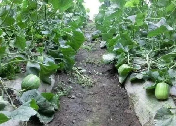 种植方法|生瓜种植时间和方法