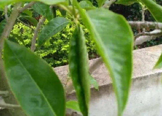 叶蔫|白兰花叶子发蔫原因及补救方法