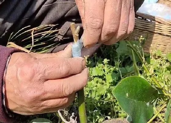 植物嫁接|玉兰嫁接时间和方法