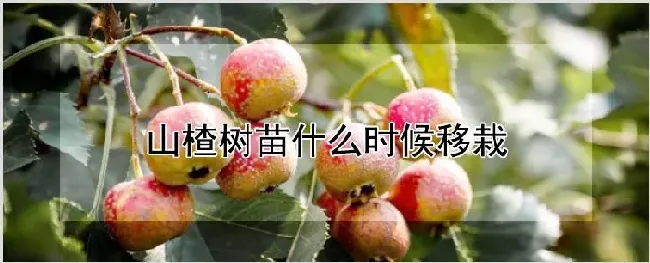 山楂树苗什么时候移栽 | 养殖技术