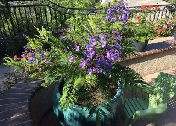 花卉百科|蓝花楹是哪个国家的国花