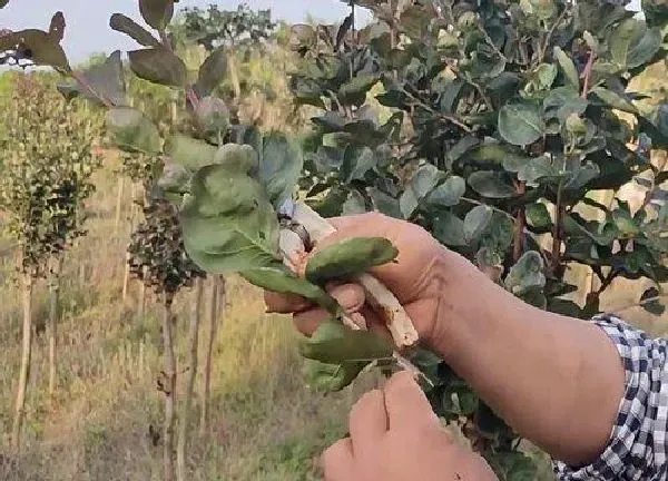 植物扦插|紫薇花可以扦插吗