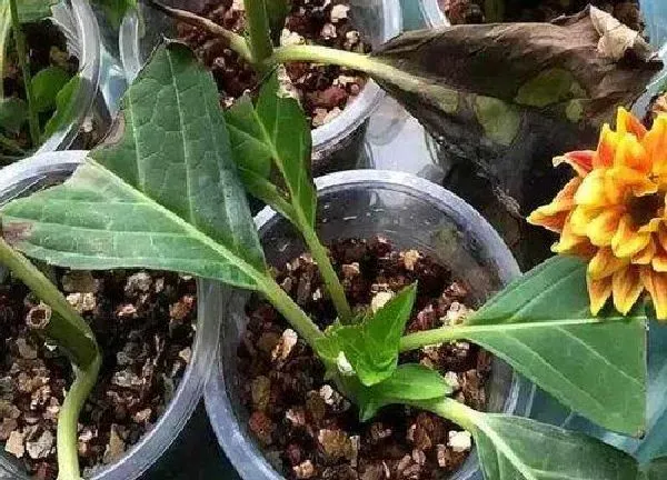 植物扦插|栀子可以扦插吗