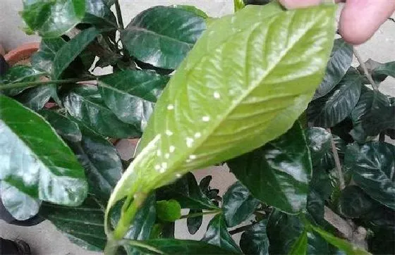植物虫害|栀子花长虫子怎么办 病虫害治理方法及妙招