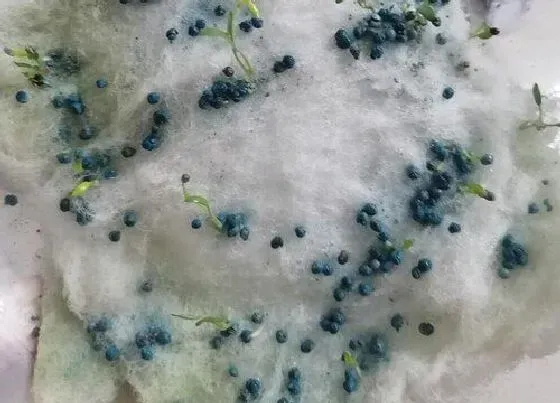 植物播种|铜钱草种子怎么来的