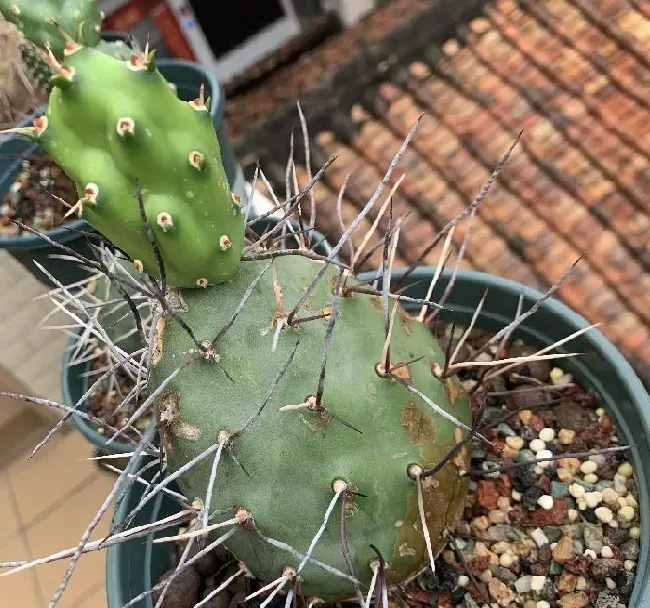 植物百科|仙人掌的生长过程观察日记（从出芽到半成片的变化）