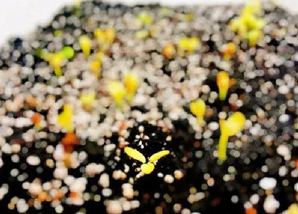 植物发芽|豇豆种子几天发芽