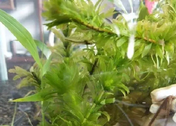 植物百科|有一种水草每天是前一天的2倍（1棵变2棵，7天爆缸）