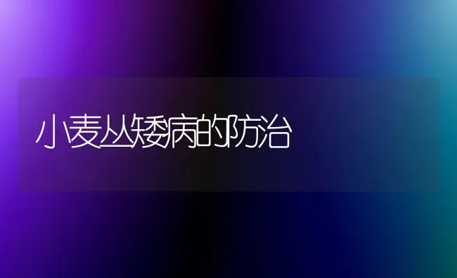小麦丛矮病的防治 | 粮油作物种植