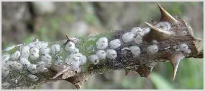 芒果白轮盾蚧特点及防治技术 | 种植病虫害