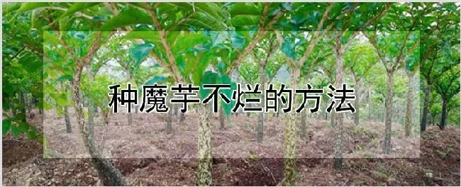 种魔芋不烂的方法 | 自然知识