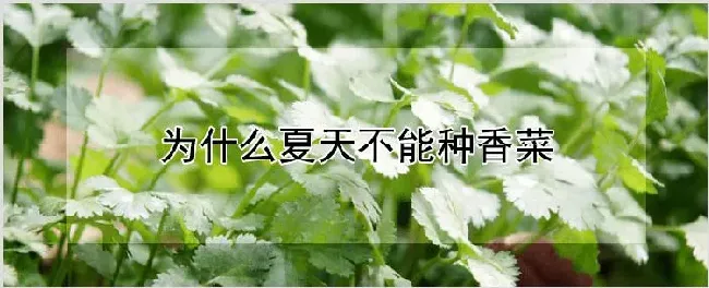 为什么夏天不能种香菜 | 种植资料