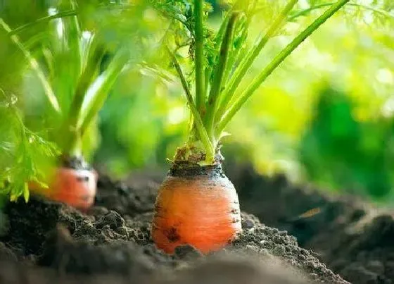 植物寓意|十字花科代表植物 有哪些主要特征