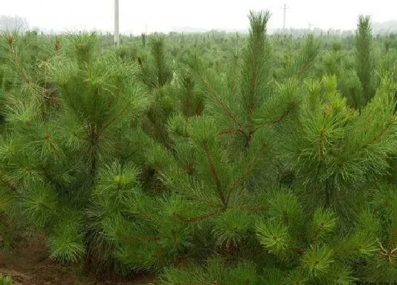 植物百科|油松是什么植物类别