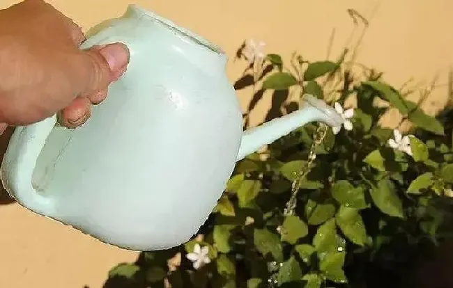 植物浇水|雪水浇花好不好（下雪化的水浇花有什么好处）