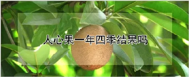 人心果一年四季结果吗 | 种植资料