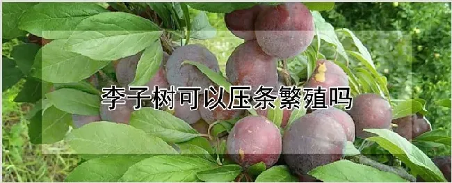 李子树可以压条繁殖吗 | 种植技术