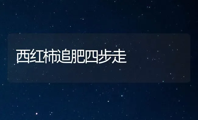 西红柿追肥四步走 | 蔬菜种植