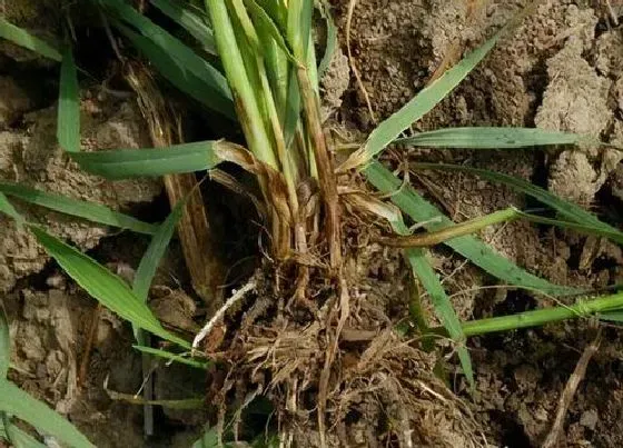 植物病害|小麦病毒病症状与防治方法