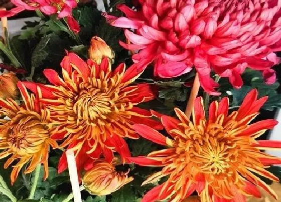 花语|烟花菊的花语和寓意