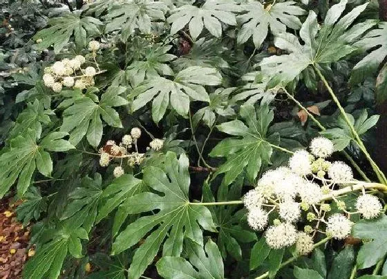 植物百科|八角金盘开花吗 在什么时候开花