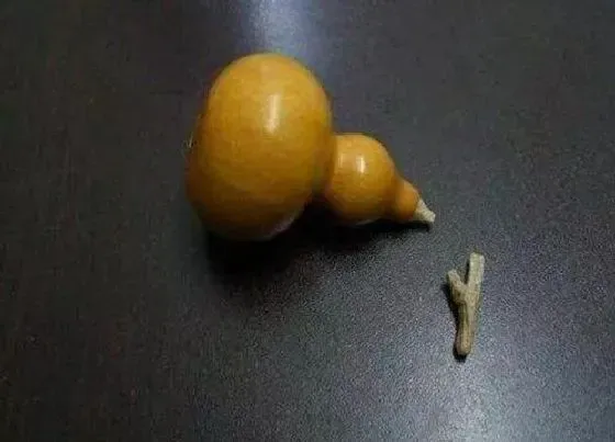 植物修剪|小葫芦龙头怎么修剪好看