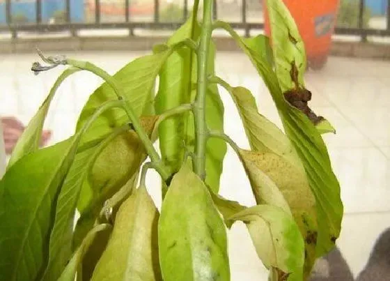 叶蔫|白兰花叶子发蔫原因及补救方法