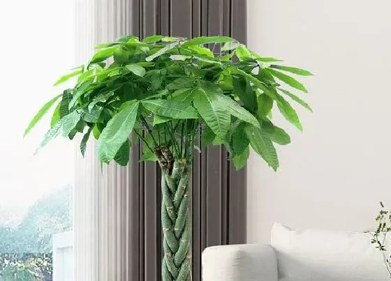 种植土壤|发财树花土配制方法