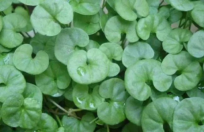 植物百科|金钱草和月亮草的区别