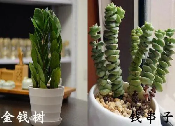 植物浇水|钱串子多久浇一次水