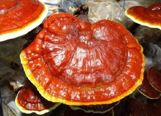 植物百科|灵芝草长在什么地方