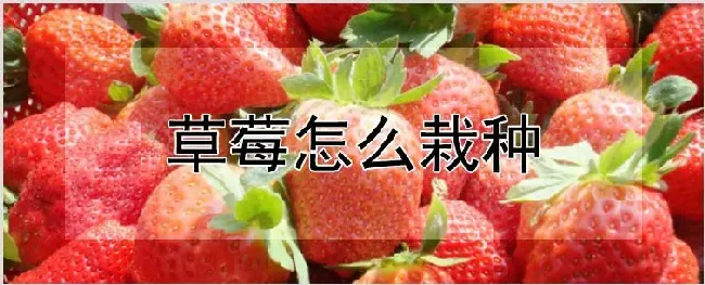 草莓怎么栽种 | 耕种资料