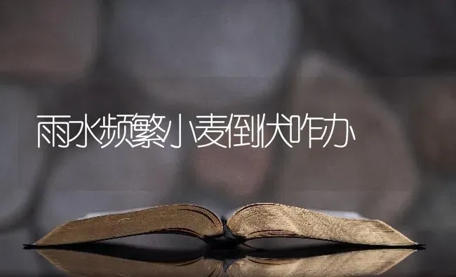 雨水频繁小麦倒伏咋办 | 粮油作物种植